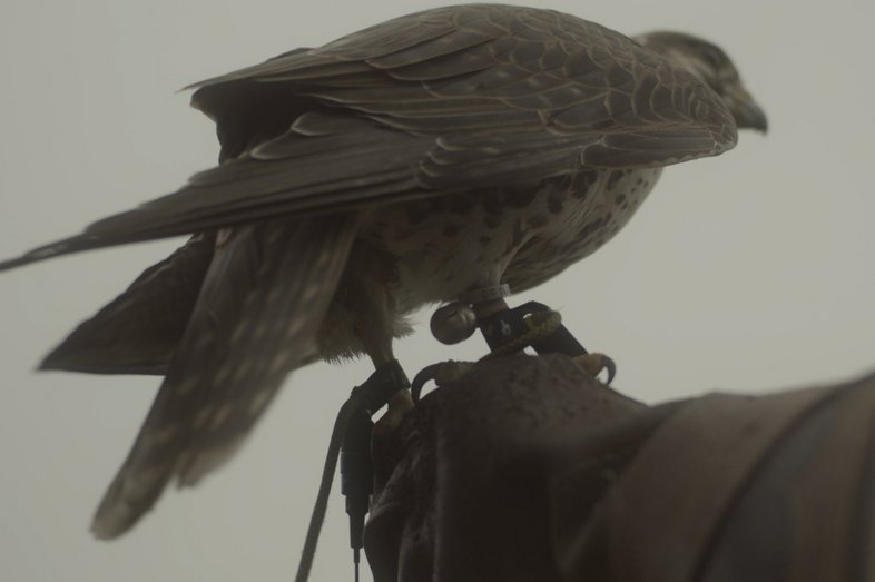 Close-up of a falcon with a small bell on its leg.