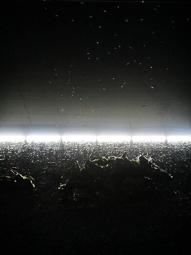 The Artificial Nature Project